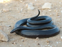 Seraph Ein Gedi
